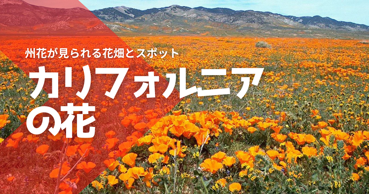 カリフォルニアの花を特集 圧巻の州花の花畑 よく見かける花も紹介 アメリカ Info