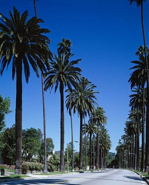 ロサンゼルスのヤシの木