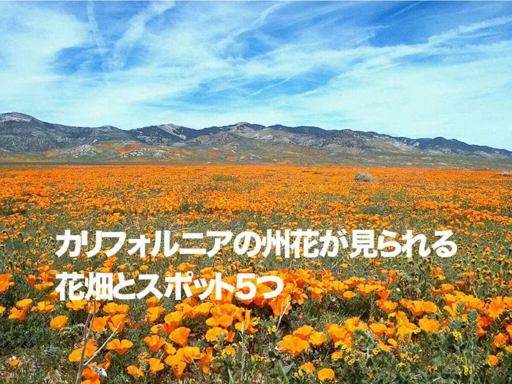 カリフォルニアの州花が見られる花畑とスポット